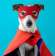 Super Pup’s Guide to Strong Passwords: How to Keep Your Accounts Safe